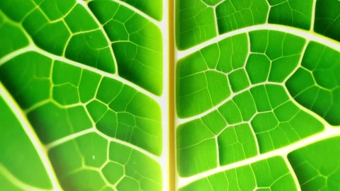 Green leaf macro background close up zoom. Nature, organic, eco friendly concept Stock Footage 244316495