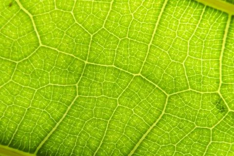 Green leaf macro background. Closeup texture and pattern of organic plant 스톡 사진