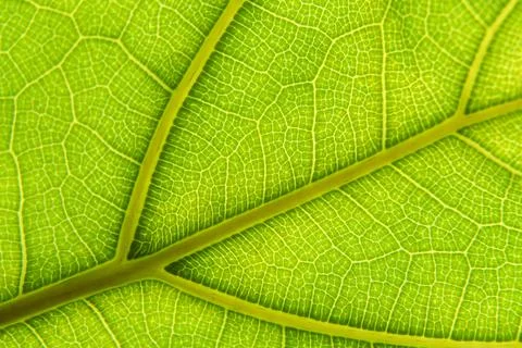 Green leaf macro background. Closeup texture and pattern of organic plant Stock Photos