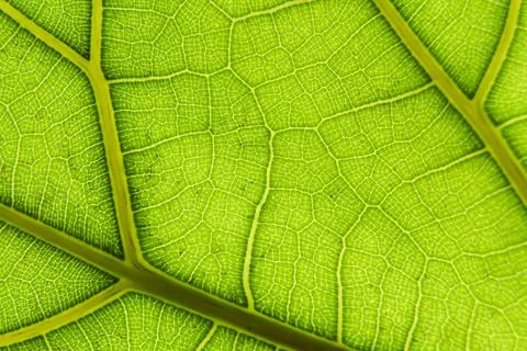 Green leaf macro background. Closeup texture and pattern of organic plant Stock Photos