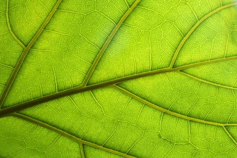 Green leaf macro background. Closeup texture and pattern of organic plant Foto stock