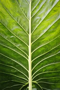 Green leaf macro background. Closeup texture and pattern of organic plant 스톡 사진