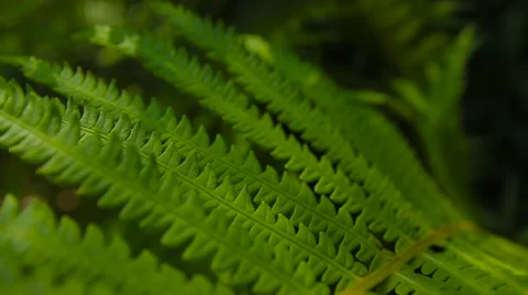 Green leaf macro background Stock-Footage 54270794
