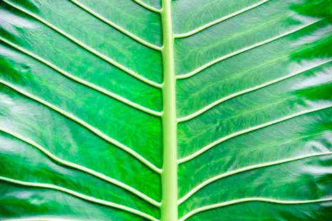 Green leaf macro background Stock Photos