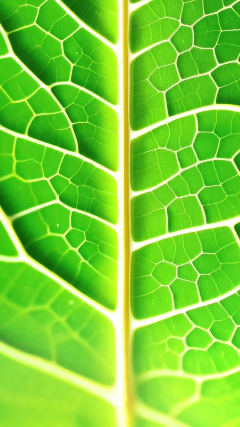 Green leaf macro background texture vertical for social media Stock Footage 244241407