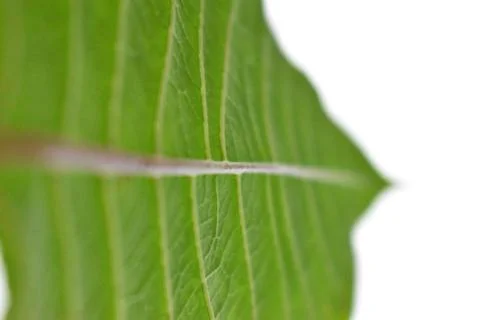 Green Leaf Macro From Bottom Stock Photos