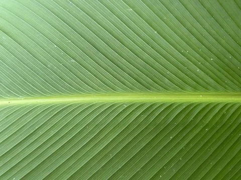 Green Leaf Macro With Central Vein Stock Photos