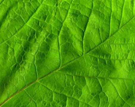 Green leaf macro close up. 库存照片