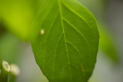 Green Leaf Macro Close Up Stock Photos
