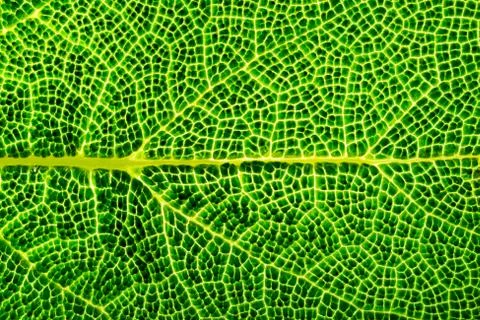 Green leaf macro. Close up of vein Stock-Fotos