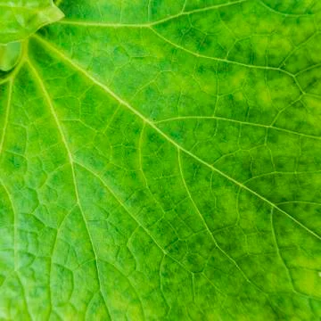 Green leaf macro closeup background texture Stock Photos