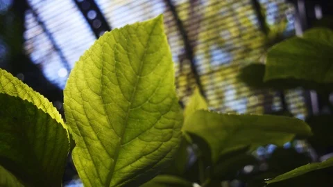 Green leaf macro Stock Footage 91897769