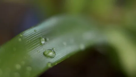 Green leaf macro Stock Footage 121618997