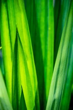 Green leaf macro in a garden Stock Photos