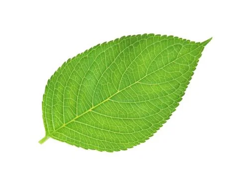 Green leaf , macro, isolated on white Stock Photos