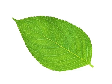 Green leaf , macro, isolated on white Фото