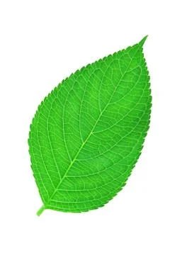 Green leaf , macro, isolated on white Stock Photos