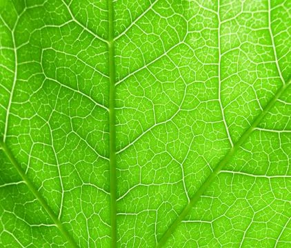 Green leaf macro Stock-Fotos