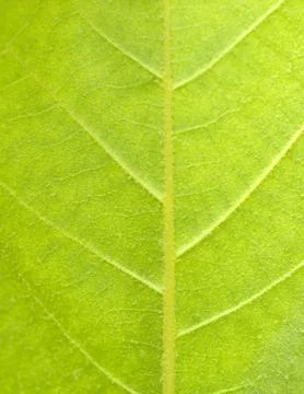 Green leaf macro 스톡 사진