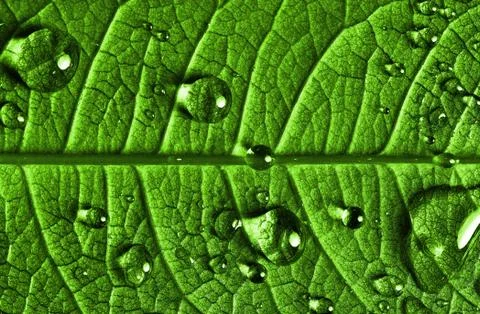 Green leaf macro Foto stock