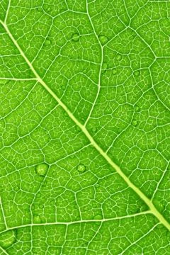 Green leaf macro Stock Photos