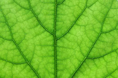 Green leaf macro Stock Photos