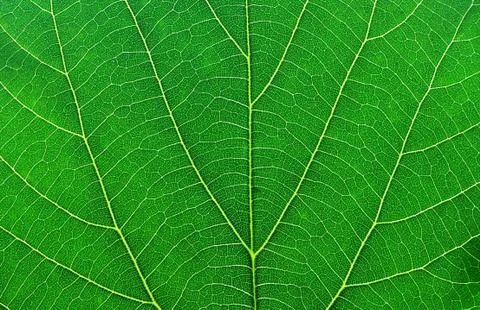 Green leaf macro Stock Photos