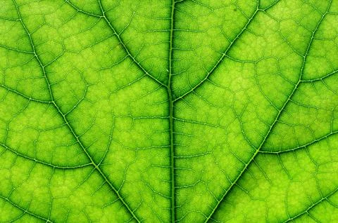 Green leaf macro Stock Photos