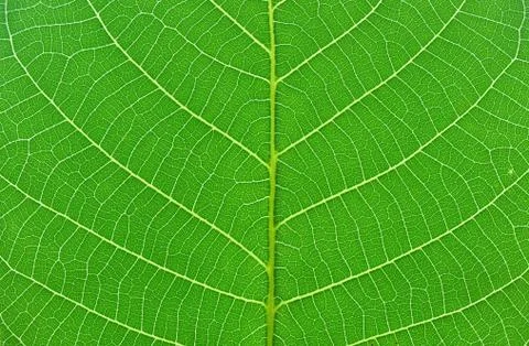 Green leaf macro Stock Photos