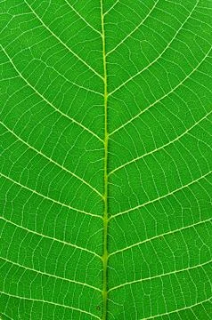 Green leaf macro Stock Photos