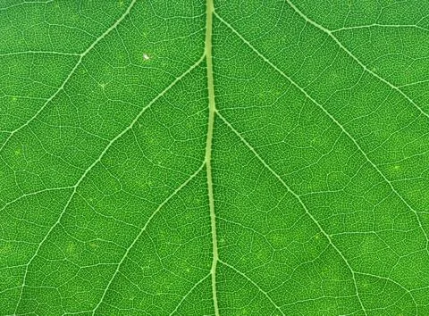 Green leaf macro Stock Photos
