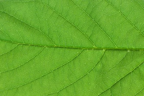 Green leaf macro 写真素材