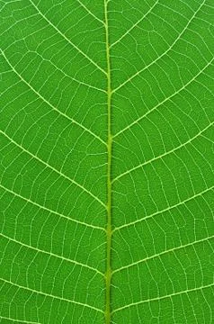 Green leaf macro Stock Photos