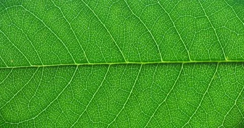 Green leaf macro Stock Photos
