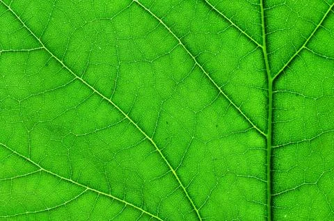 Green leaf macro 写真素材