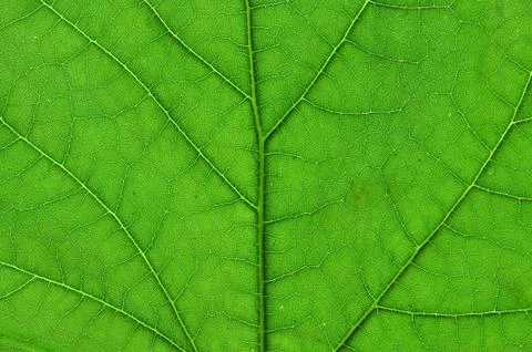 Green leaf macro Stock Photos
