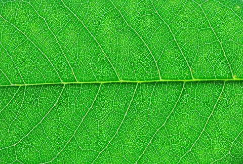 Green leaf macro Stock Photos