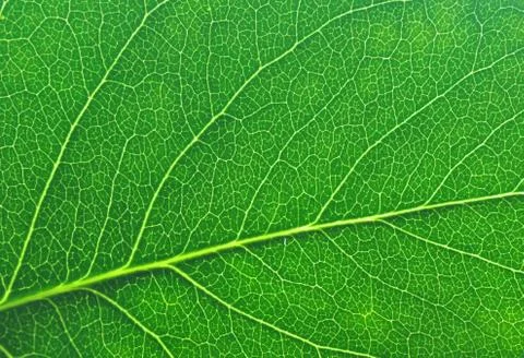 Green leaf macro Stock Photos