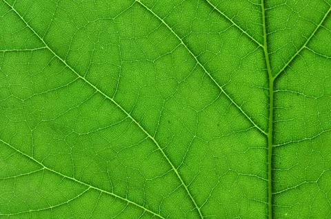 Green leaf macro Stock Photos