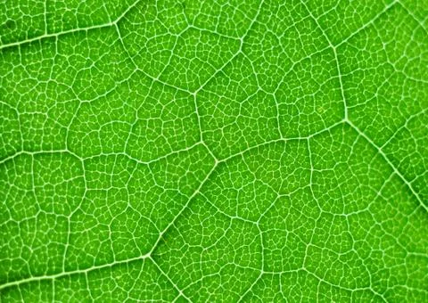 Green leaf macro Stock Photos