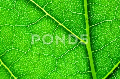 Green leaf macro Stock Photos