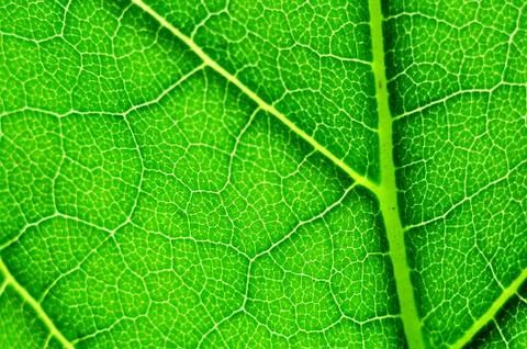 Green leaf macro Stock Photos