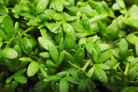 Green Leaf macro Stock Photos