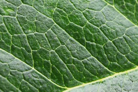 Green Leaf macro Stock-Fotos