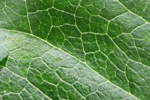 Green Leaf macro Stock Photos