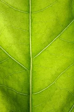 Green leaf macro Stock Photos