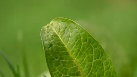 Green leaf macro Stockfoto's