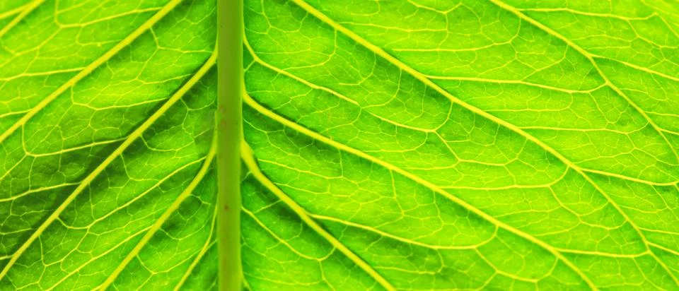 Green leaf macro. Stock Photos
