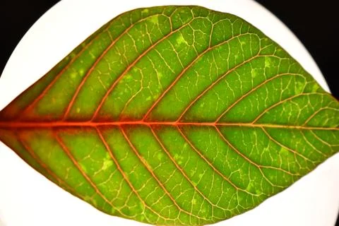 Green Leaf Macro Stock Photos