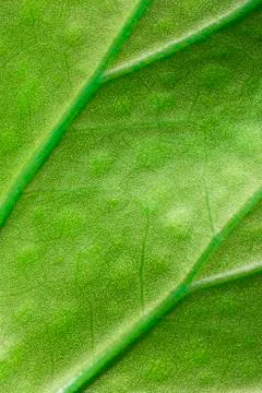 Green leaf macro Stock Photos